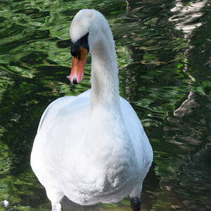 Schwan 500 ISO Camera StandardAusschnitt 1