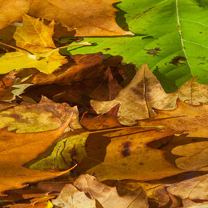 Original 20071101 0389 .11