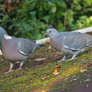 D50 1315 Altvogel mit NachwuchsIA 8 2016