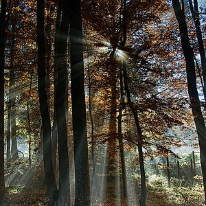 Nebel im Elsass