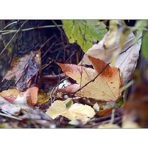 HerbstPZ1 7913 00008