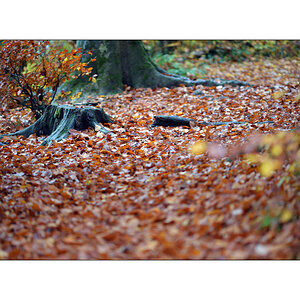 HerbstPZ1 7917 00012