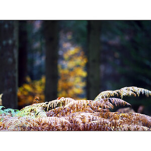 HerbstPZ1 7925 00020