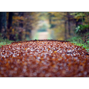 HerbstPZ1 7926 00021