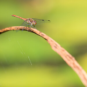 Libelle phe0911 NX 1