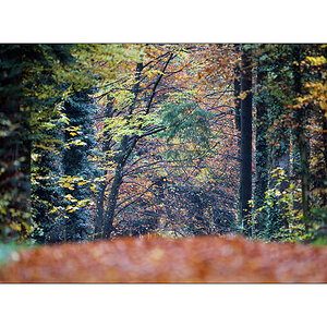HerbstPZ1 7936 00028