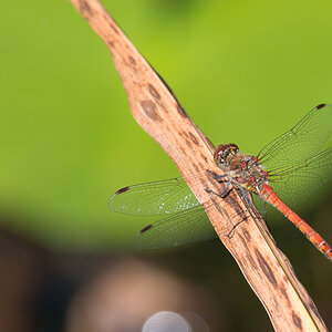 Libelle phe0937 NX 1