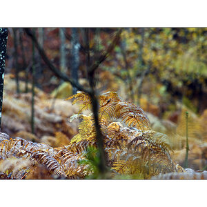 HerbstPZ1 7947 00038