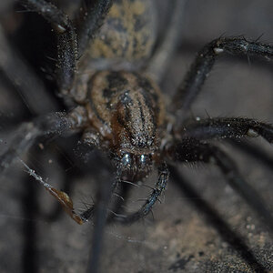 Welche Spinne? 2