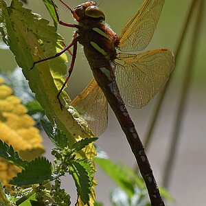 Libelle, welche? 4