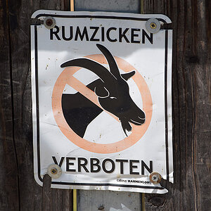 Rumzicken