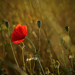 20160706 Mohn Kamillefeld 0002 WEB