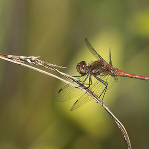Libelle phe0966cr1 NX