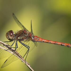 Libelle phe0966cr2 NX
