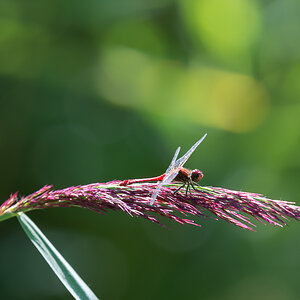 Libelle phe1078 NX