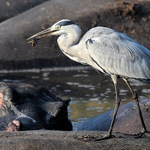 Graureiher mit Fisch (Grey Heron)
Katavi Nationalpark

s920 Katavi Graureiher 6119