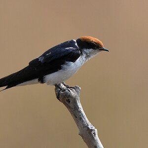 Rotkappenschwalbe (Wire-tailed swallow)
Katavi Nationalpark

s928 Katavi Wire tailed Swallow 6302