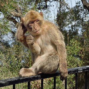 Gibraltar, Cave Affe 1