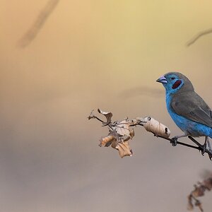 Schmetterlingastrild (Red-cheeked Cordon bleu)
Katavi Nationalpark

s980 Katavi Checked CordonBleu 7054