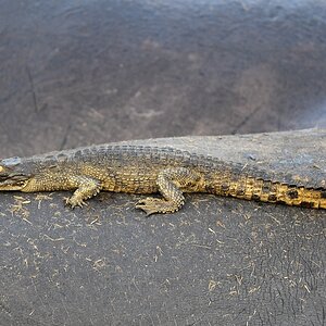 Das Nilpferd uns sein Krokodil
Hippo Pool an der Ikuu Bridge, Katavi Nationalpark

s990 Katavi Krokodil 7163