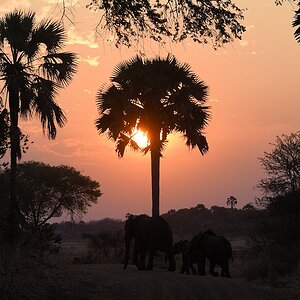 Elefanten im Sonnenuntergang
Katavi Nationalpark

s995 Katavi Elefanten Sonnenuntergang 0396