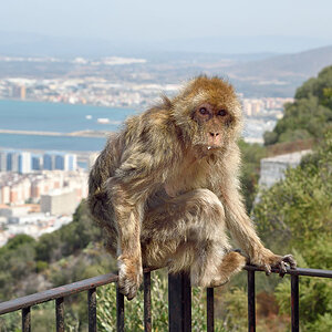 Gibraltar, View Affe