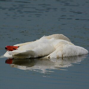 Schwan1 8527 (3)