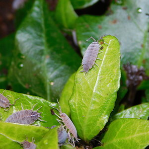 DSCN0252a