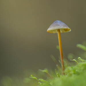 pilz6