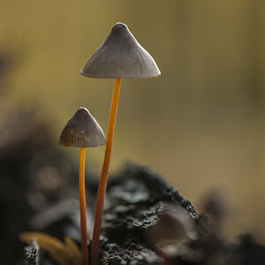 pilz67jpg