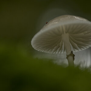 pilze8