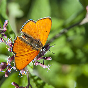 schmetterling 01