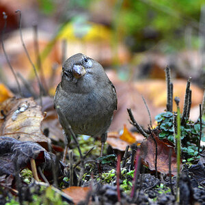 DSC 3087 Spatz