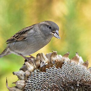DSC 3021 Spatz