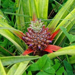 Ananas