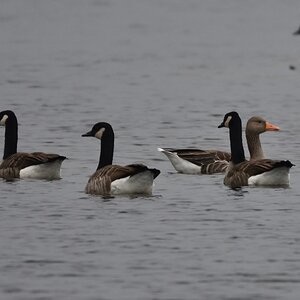 Gänse 1
