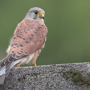 falke 1