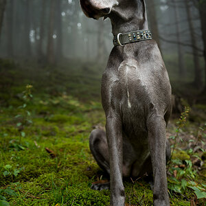 Doggele