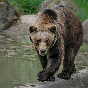 Bär (Wildtierpark Weilburg)