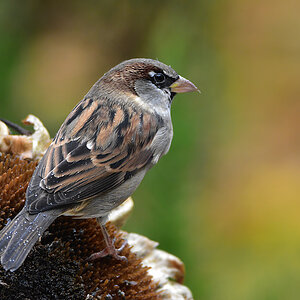 DSC 3077 Spatz