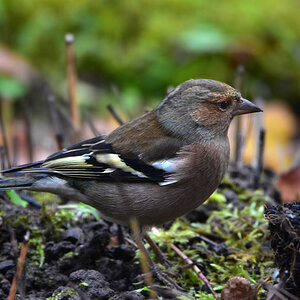 DSC 3095 Buchfink