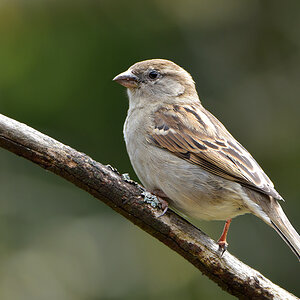 DSC 1241 Spatz
