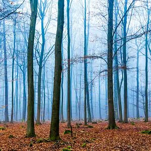 8 Zauberwald 4