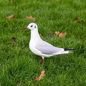 23 Taube auf Wiese