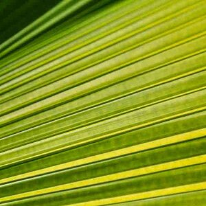 24 Blatt Struktur 2