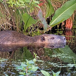 D50 2596 Nutria Bieberratte I 9 2016
