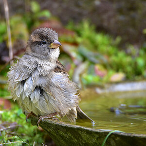 DSC 2994 Spatz