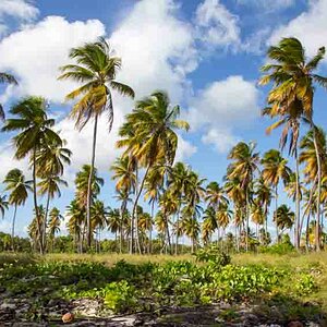 42 Saona Palmen 4