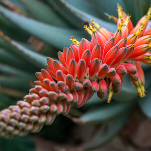 Kakteenblüte