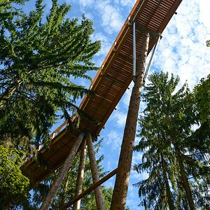 über den Wipfeln comp